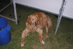 JSV Open Air Sommerfest 2009 091_JPG